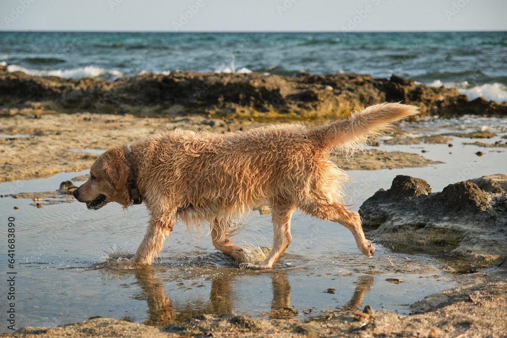 Purebred wet dog on coast of waving sea Purebred wet dog on coast of waving sea