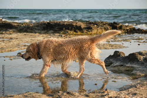 Purebred wet dog on coast of waving sea