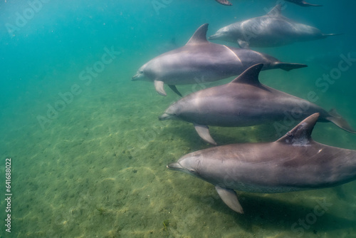 dolphin