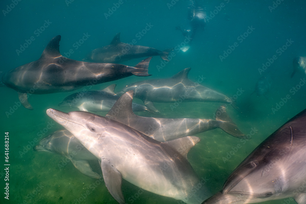 Fototapeta premium dolphin