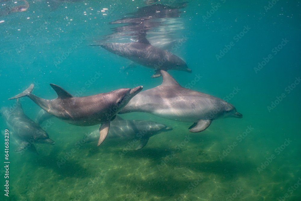 Fototapeta premium dolphin