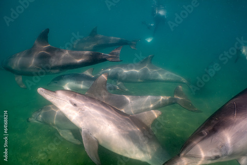 dolphin © 俊太郎 岡村