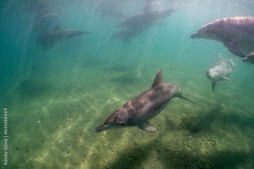 Obraz premium dolphin
