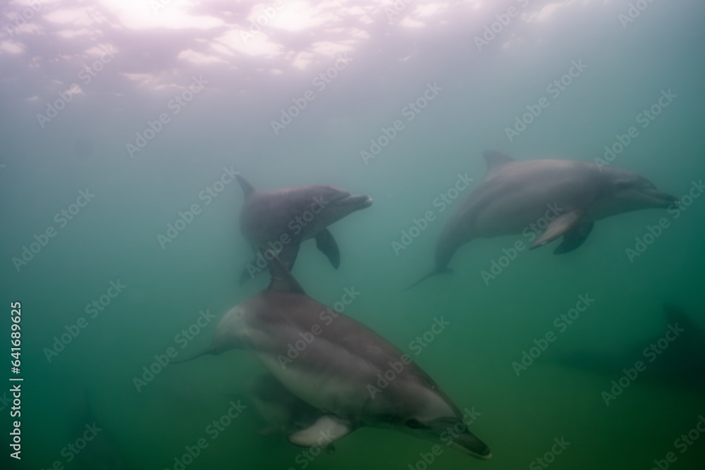 Fototapeta premium dolphin