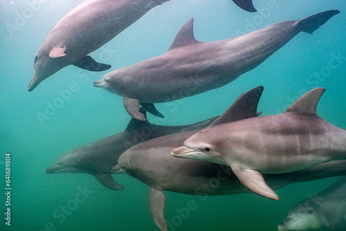 dolphin © 俊太郎 岡村