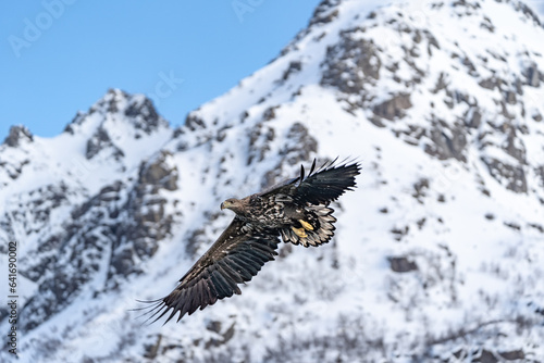 Fotografie Haliaeetus albicilla, aquila di mare coda bianca, Lofoten