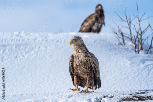 Haliaeetus albicilla, aquila di mare coda bianca, Lofoten