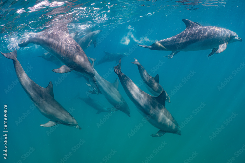 Obraz premium dolphin
