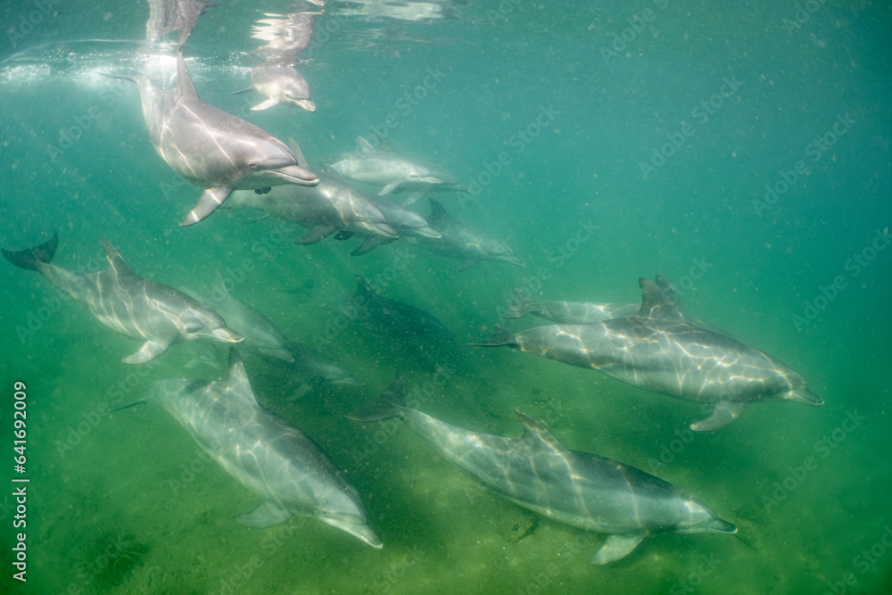 Fototapeta premium dolphin