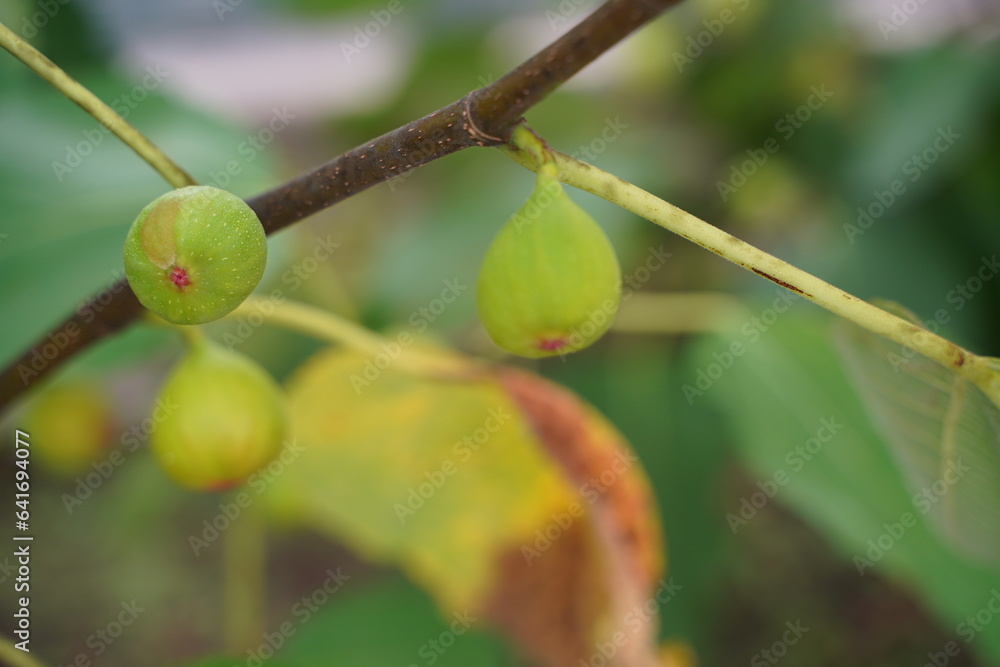 イチジク、いちじく、クワ科、ficus、carica、果実、木、樹木、葉、実、果物、フルーツ、甘い、青い、実がなる、木の実、
花、植物、緑、野外、日本、東京、自然、綺麗、可愛い、薬用植物園、植物園、咲く、美しい、空、