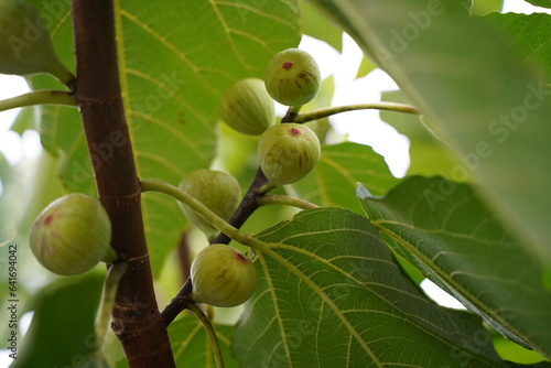 Принти на полотні イチジク、いちじく、クワ科、ficus、carica、果実、木、樹木、葉、実、果物、フルーツ、甘い、青い、実がなる、木の実、
花、植物、緑、野外、日本、東京、自