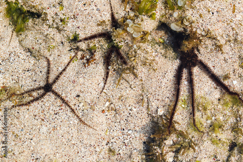 close up Brittle stars, serpent stars, or ophiuroids are echinoderms photo