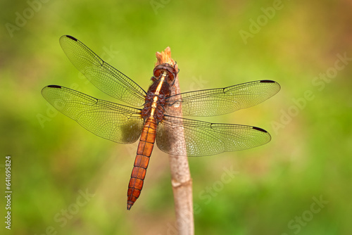 Thermorthemis madagascariensis, Madagascar jungle skimmer dragonfly endemic to Madagascar. Endemic insect from Africa. Dragon fly sitting on the branch in the nature habibitat. Wildlife.