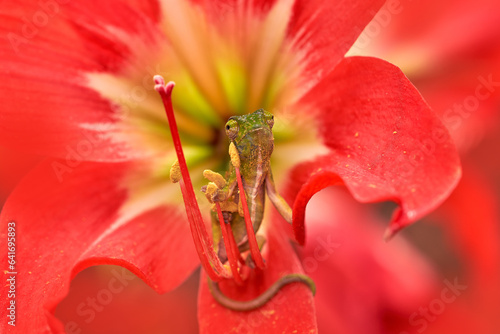 Chameleon in red flower bloom. Wills’ chameleon, Furcifer willsii, in the habitat, Andasibe-Mantadia NP in Madagascar. Lizard in flower. Madagascar wildlife. Close-up macro detail. photo