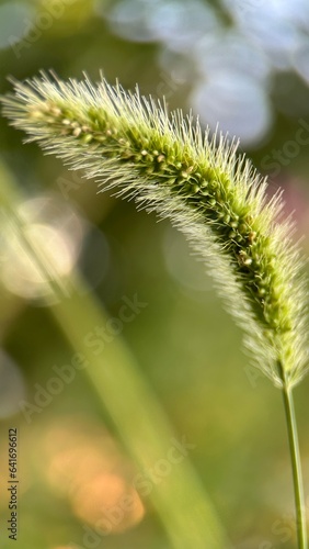 spikelet close-up in the field