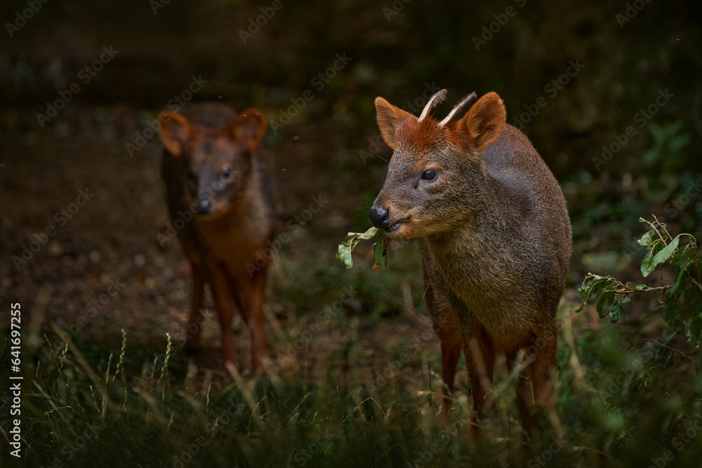 Muntjac deer pair, male and female in the nature habitat, forest in China. Reeves's muntjac, Muntiacus reevesi, in the green grass, feeding leaves in the forest, nature wildlife.