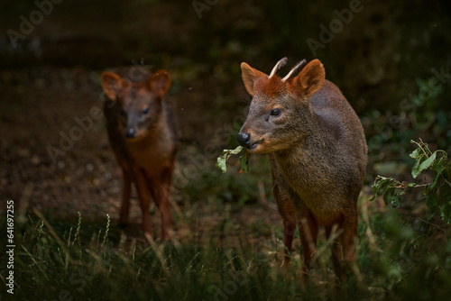 Muntjac deer pair  male and female in the nature habitat  forest in China. Reeves s muntjac  Muntiacus reevesi  in the green grass  feeding leaves in the forest  nature wildlife.