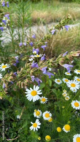 field of daisies