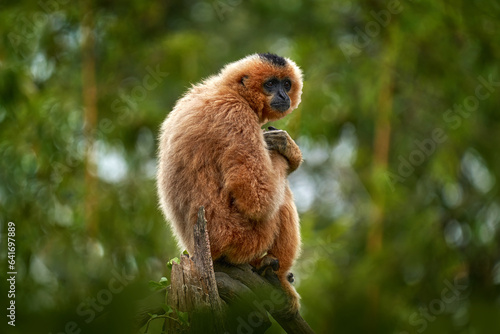 Photography Yellow-cheeked Gibbon, Nomascus gabriellae, with grass food, orange monkey on the tree
