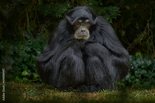 Siamang, Symphalangus syndactylus, big black monkey sitting in the nature habitat, dark gree forest vegetaion. Siamang from Malaysia and Indonesia in Asia. Nature wildlife. Treavel in Indonesia. photo