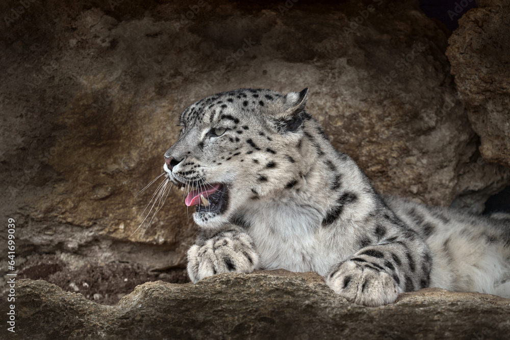 Snow leopard with open muzzle mouth with teeth, sitting in the nature stone rocky mountain habitat, Spiti Valley, Himalayas in India. Snow leopard Panthera uncia in the rock habitat, wildlife nature. Snow leopard with open muzzle mouth with teeth, sitting in the nature stone rocky mountain habitat, Spiti Valley, Himalayas in India. Snow leopard Panthera uncia in the rock habitat, wildlife nature.