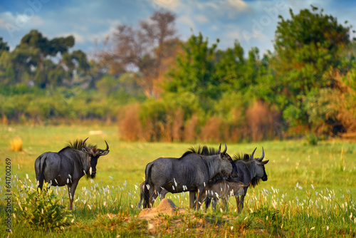 Fototapeta Naklejka Na Ścianę i Meble -  GNU herd in the green grass, Okavango delta. Blue wildebeest, Connochaetes taurinus, on the meadow, big animal in the nature habitat in Botswana, Africa.