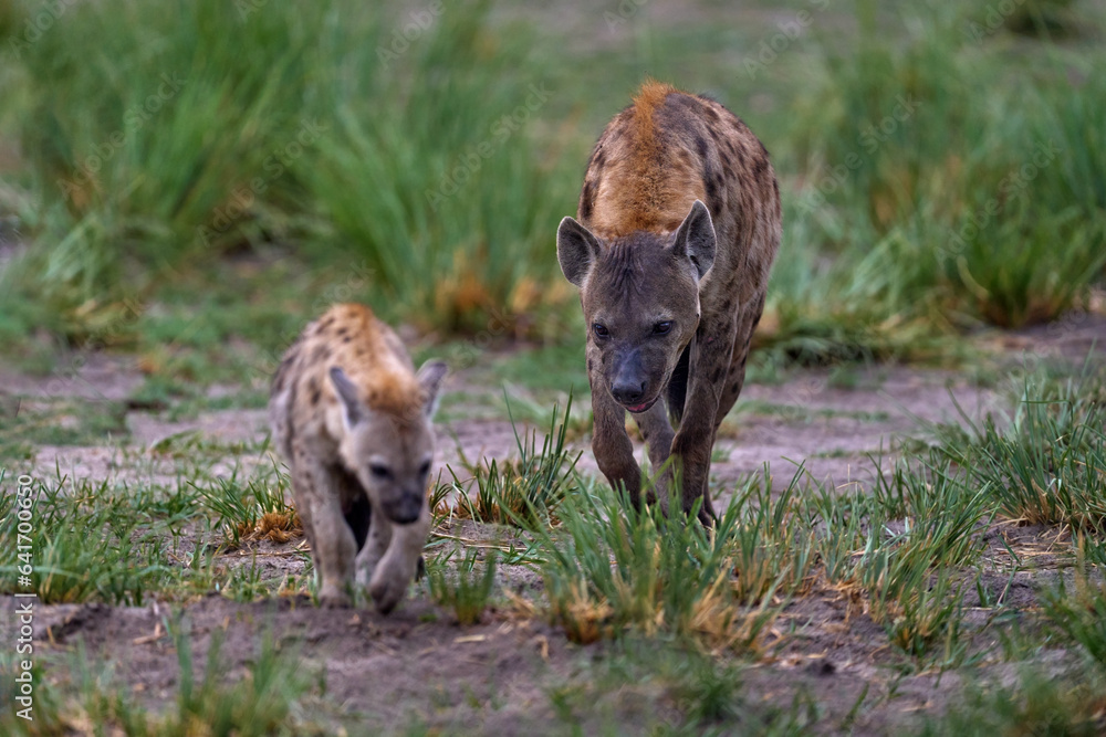 Animal babe nature, Okavango, Botswana. Young hyena pup, evening sunset light. Hyena, detail portrait. Spotted hyena, Crocuta crocuta, angry animal near water hole, beautiful evening sunset and cub Animal babe nature, Okavango, Botswana. Young hyena pup, evening sunset light. Hyena, detail portrait. Spotted hyena, Crocuta crocuta, angry animal near water hole, beautiful evening sunset and cub