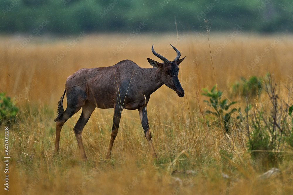 Obraz premium Sassaby, in green vegetation, Okavango delta, Botswana. Widlife scene from nature. Common tsessebe, Damaliscus lunatus, detail portrait of big brown African mammal in nature habitat.