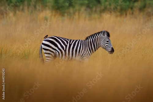 Okavango delta  zebra. Zebra with yellow golden grass. Burchell s zebra  Equus quagga burchellii  Nxai Pan National Park  Botswana  Africa. Wild animal on the green meadow. African safari.