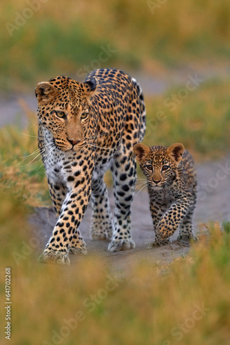 Canvas Print Leopard kitten baby, hidden nice orange grass