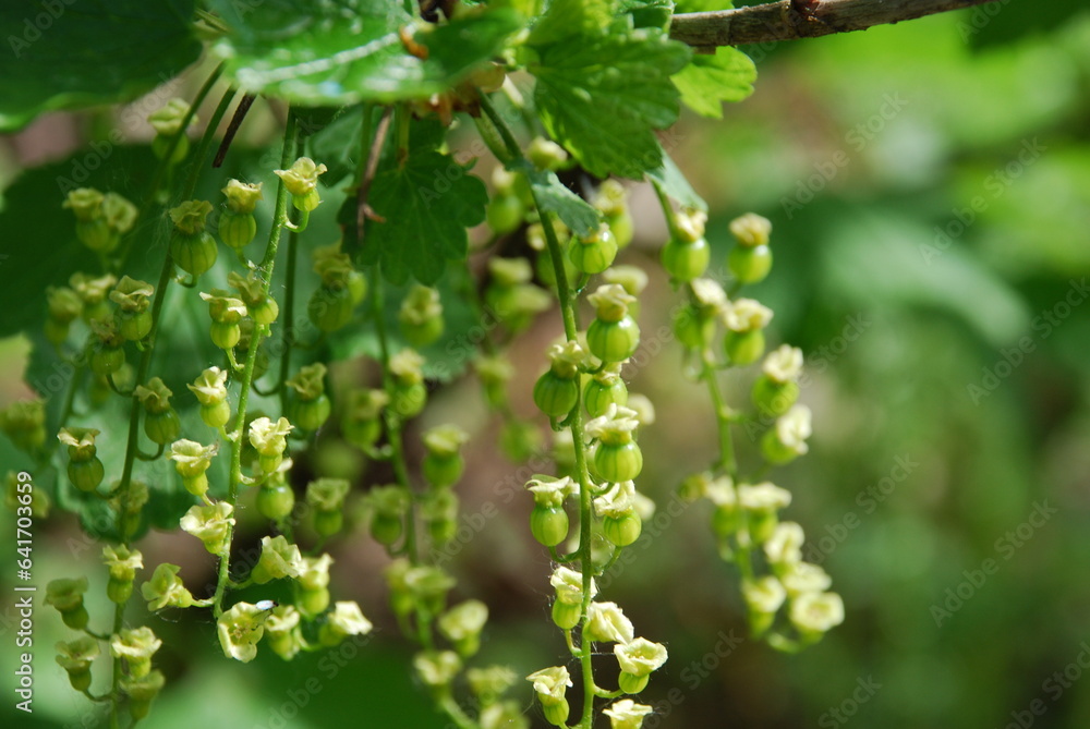 Young berries of red currant. On a cultivated bush of red currant, among green leaves, small green berries appeared with dark veins. They are small and round in shape. Berries hang in clusters. Young berries of red currant. On a cultivated bush of red currant, among green leaves, small green berries appeared with dark veins. They are small and round in shape. Berries hang in clusters.
