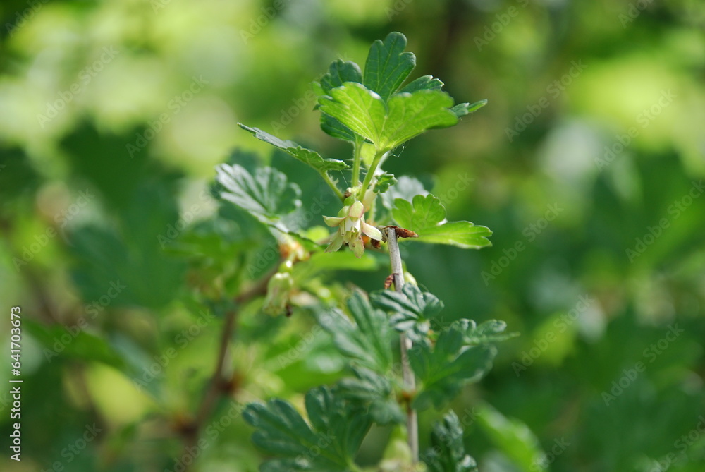 Young gooseberries. Small green berries appeared among the green leaves on the cultivated gooseberry bush. They have a small size and a rounded shape with a tail. Young gooseberries. Small green berries appeared among the green leaves on the cultivated gooseberry bush. They have a small size and a rounded shape with a tail.