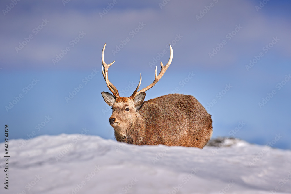 Hokkaido sika deer, Cervus nippon yesoensis, on snowy meadow, winter mountains in the background. Animal with antler in nature habitat, winter scene, Hokkaido, Japan. Hokkaido sika deer, Cervus nippon yesoensis, on snowy meadow, winter mountains in the background. Animal with antler in nature habitat, winter scene, Hokkaido, Japan.