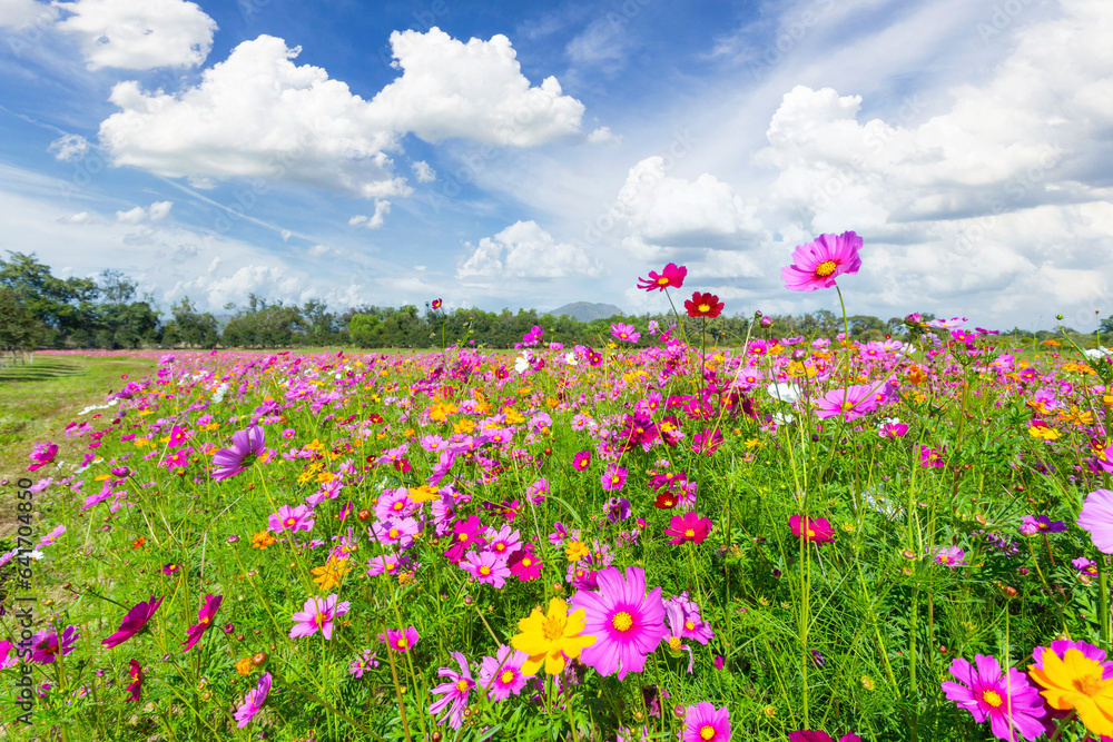 The Cosmos field with blue sky background, Thailand. The Cosmos field with blue sky background, Thailand.