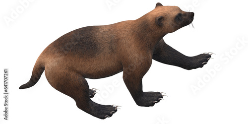 Wolverine isolated on a Transparent Background