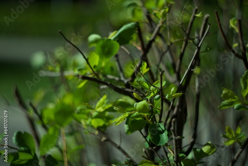 Green bush, leaves, yard, spring, summer