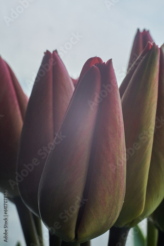 Close up photo of a closed tulip