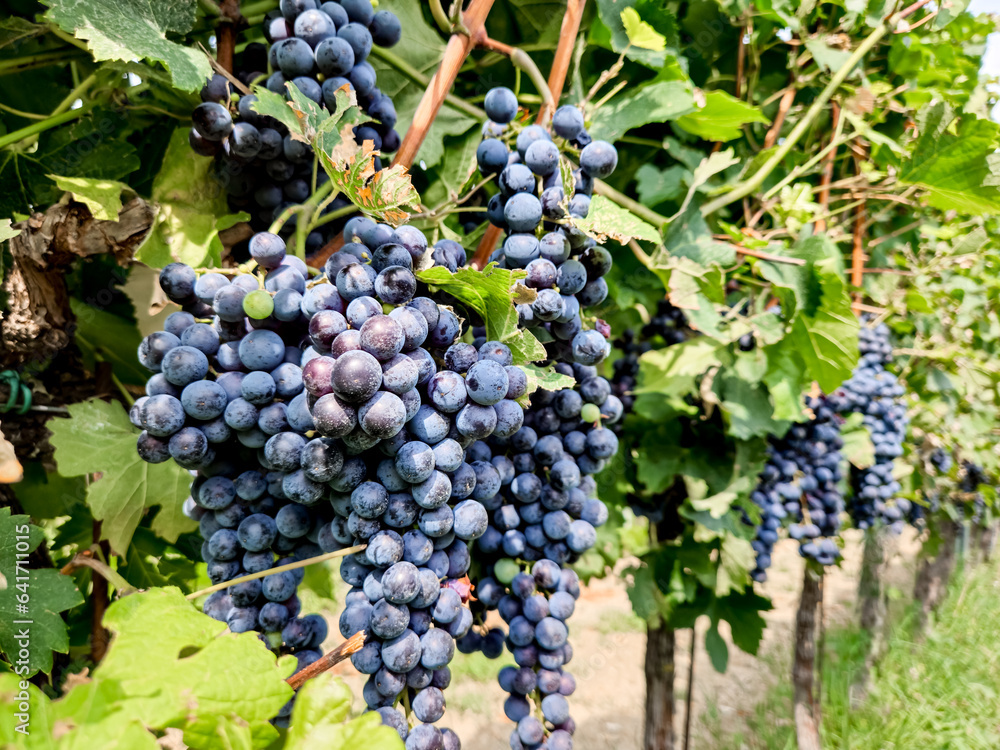bunch of ripe red wine grapes on a green wine in an Italian vineyard for making merlot or cabernet