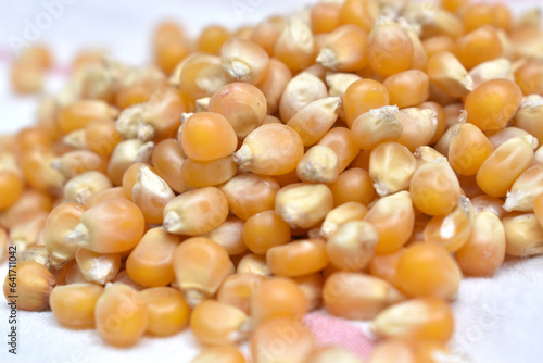 close-up view of corn kernels