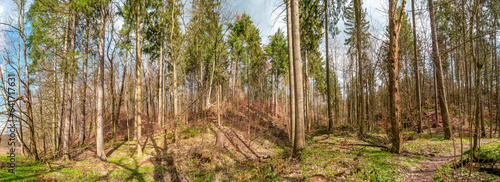 Panoramic view over a forest hiking trail in magical deciduous and pine forest with ancient aged tree at riverside  Germany  at warm sunset Spring evening