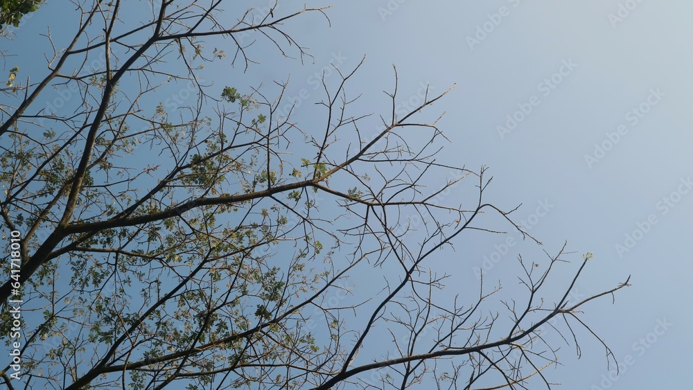 Obraz premium View from under the tree with blue sky background, copy space