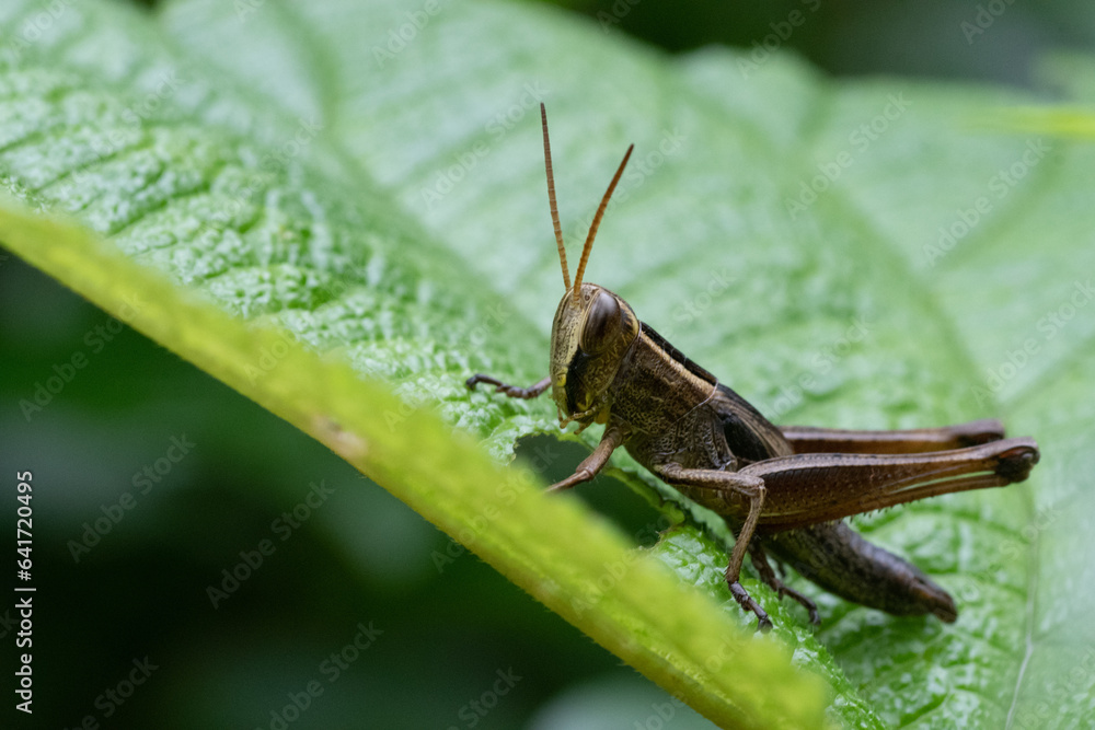 Grasshopper from woods of sirsi, Karnataka Grasshopper from woods of sirsi, Karnataka