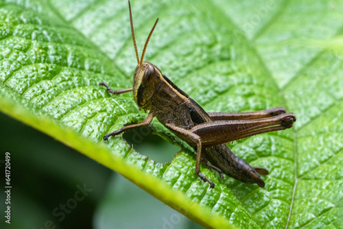 Grasshopper from woods of sirsi, Karnataka photo