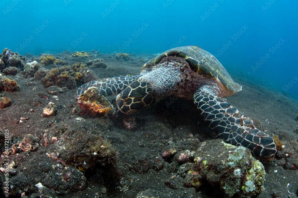 Obraz premium Hawksbill Turtle - Eretmochelys imbricata. Coral reefs. Diving and wide angle underwater photography. Tulamben, Bali, Indonesia. 