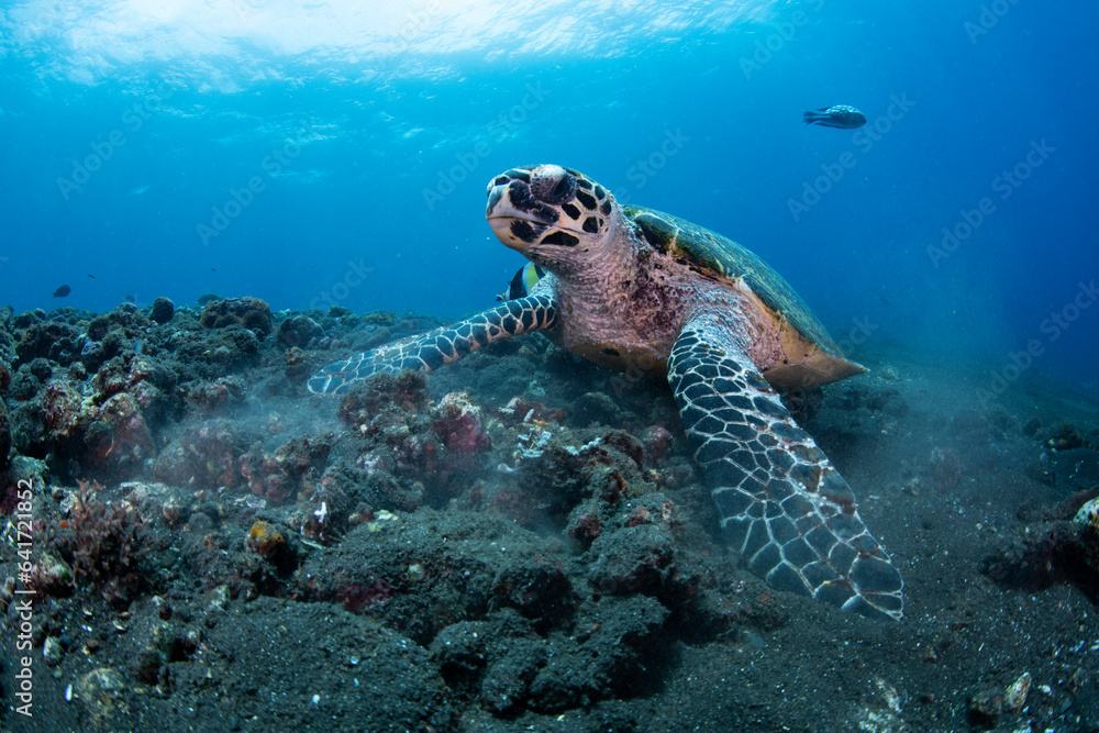 Fototapeta premium Hawksbill Turtle - Eretmochelys imbricata. Coral reefs. Diving and wide angle underwater photography. Tulamben, Bali, Indonesia. 