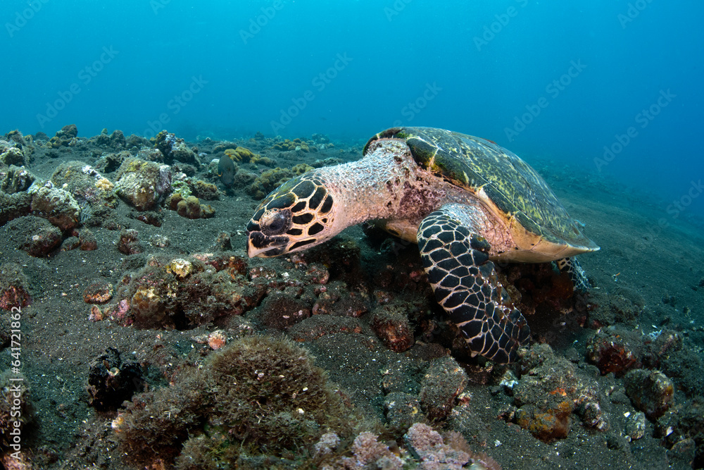Fototapeta premium Hawksbill Turtle - Eretmochelys imbricata. Coral reefs. Diving and wide angle underwater photography. Tulamben, Bali, Indonesia. 