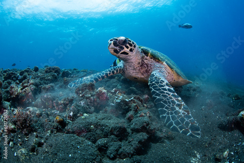 Hawksbill Turtle - Eretmochelys imbricata. Coral reefs. Diving and wide angle underwater photography. Tulamben, Bali, Indonesia. 