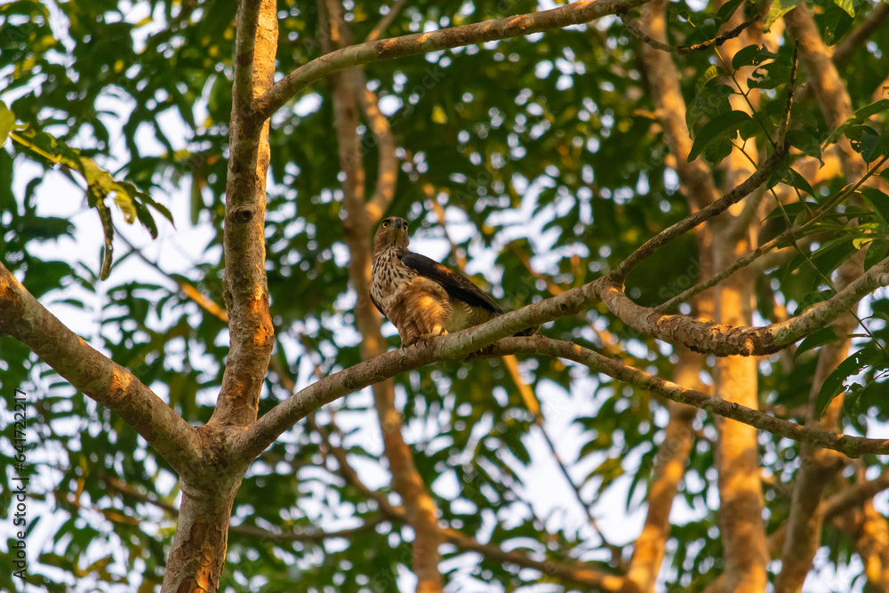Closeup of a wild wallace's hawk-eagle