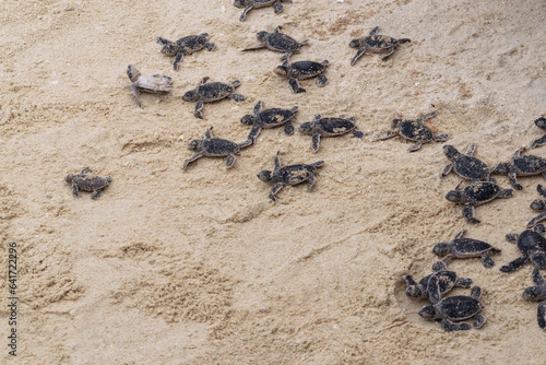 Amazing closeup of baby sea turtles just hatched