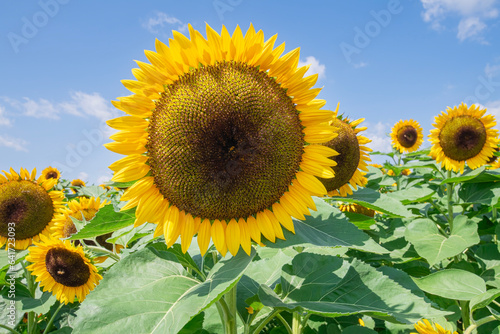 Giant sunflower in a field of sunflowers with a bright blue sky